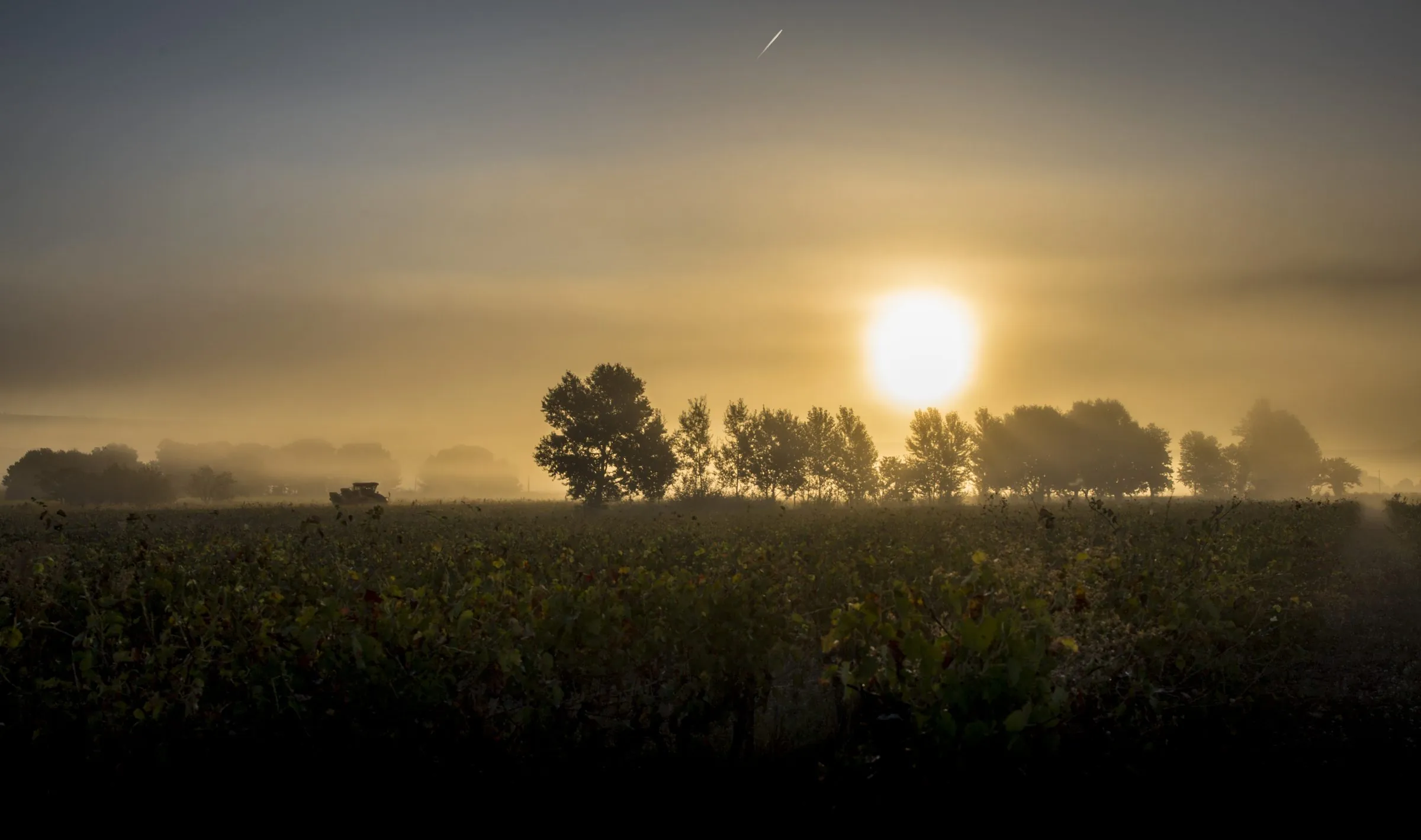 Aube sur les vignes un matin de vendanges