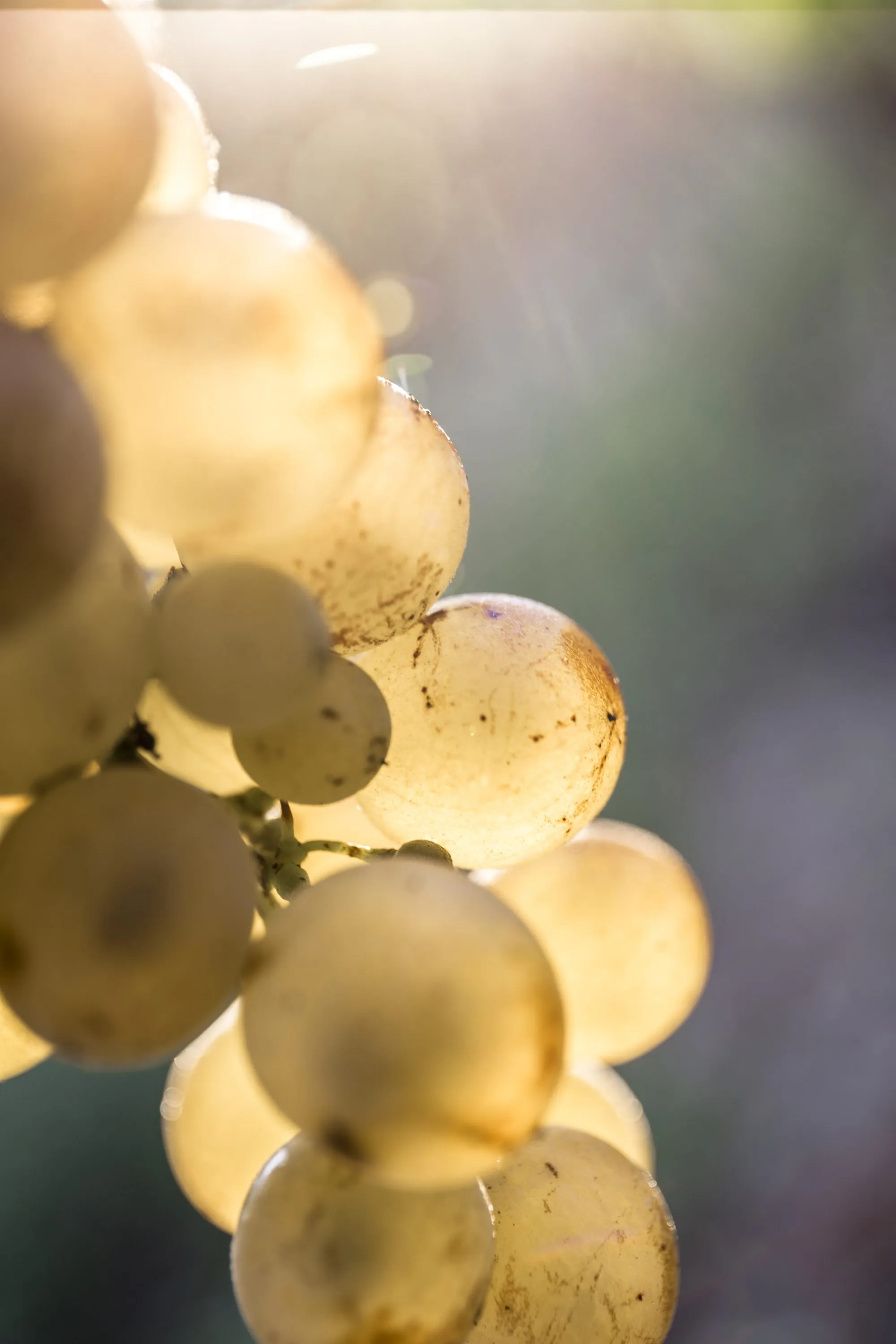 Raisin doré à contre-jour avant vendanges
