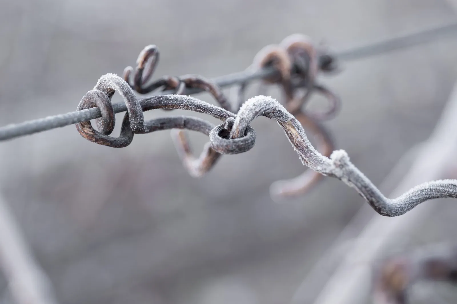 Vrille de vigne sur fil, hiver